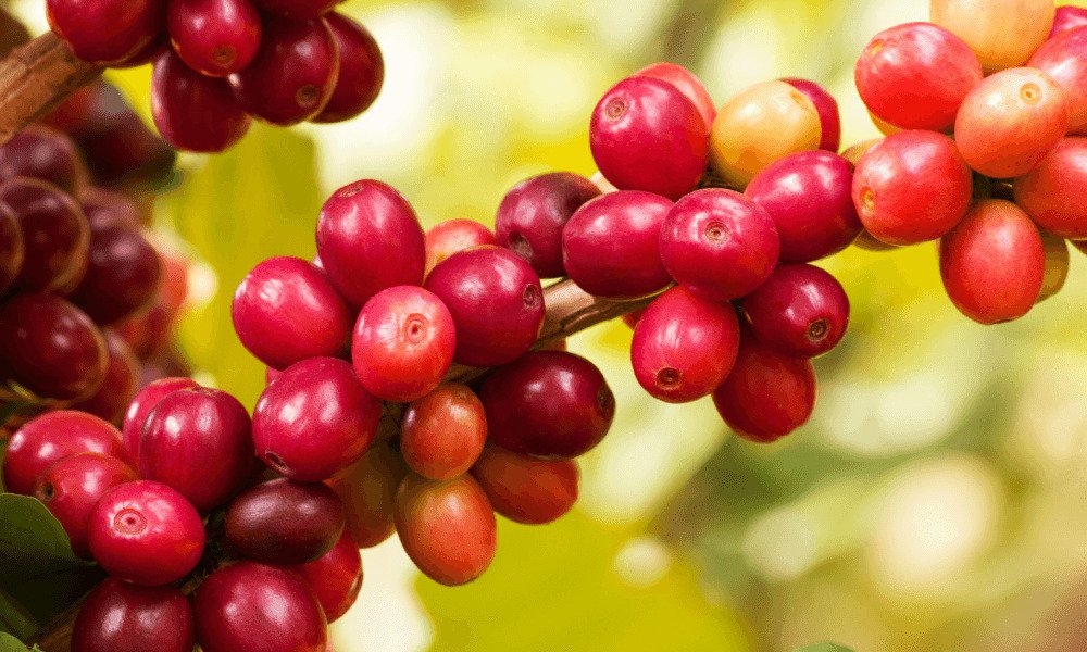 cereza